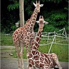 Giraffen-Duo