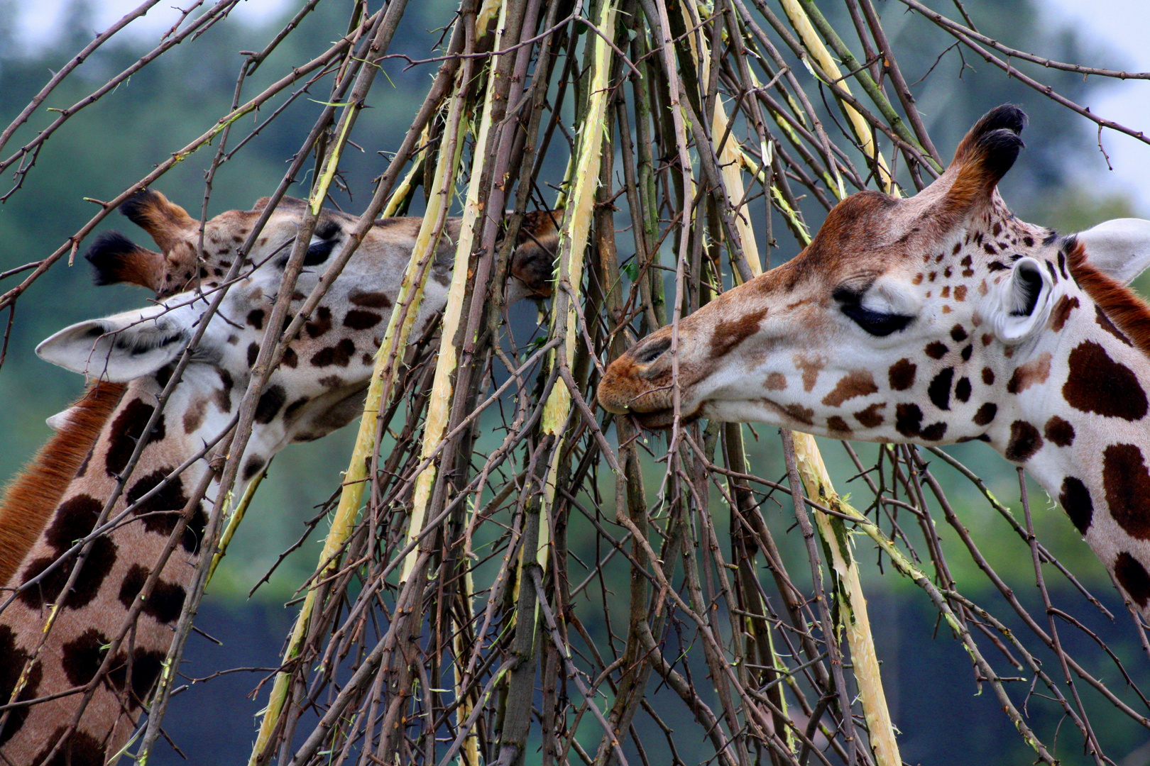 Giraffen Duo