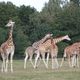 Giraffen