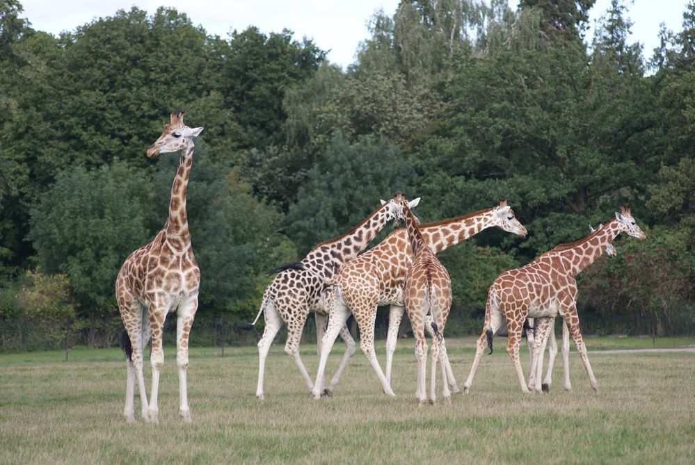 Giraffen von S.Rockrohr 