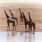 Giraffen 