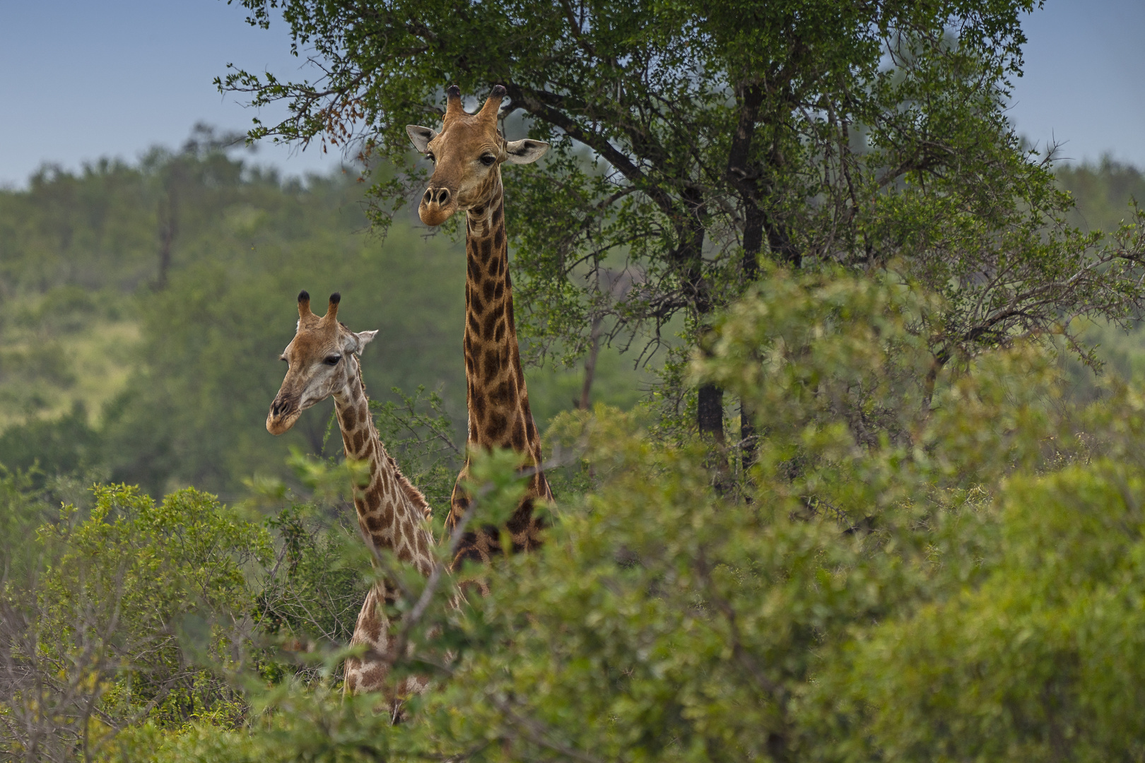 Giraffen