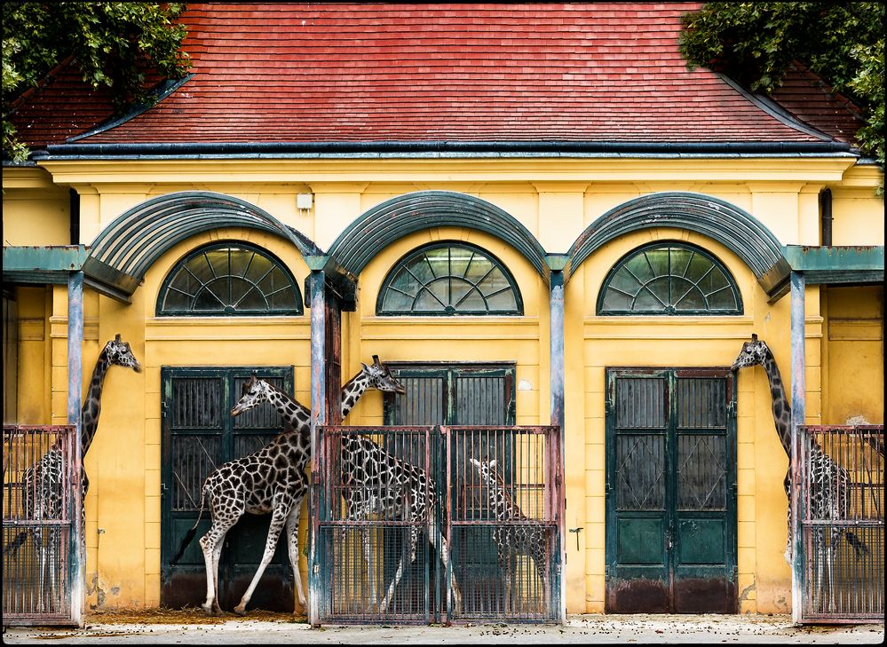 Giraffen - Eine tolle Geschichte...