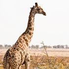 Giraffen @Etosha