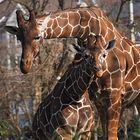 Giraffen