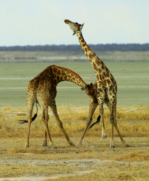 Giraffen