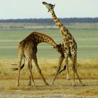 Giraffen