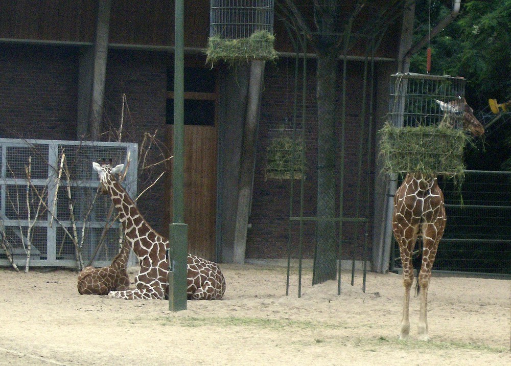 Giraffen