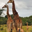 Giraffen