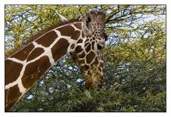 Giraffen-Fakir