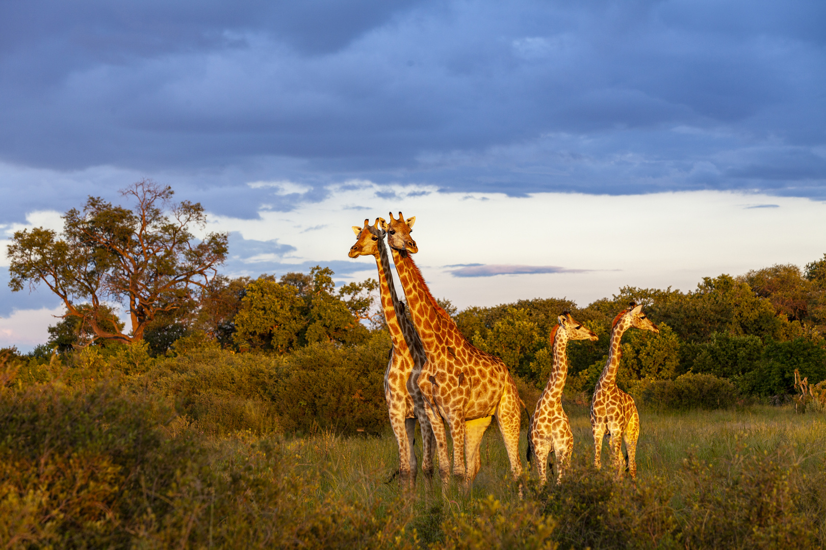 Giraffen-Familie 