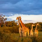 Giraffen-Familie 