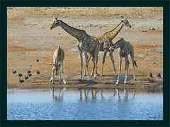 Giraffen Familie