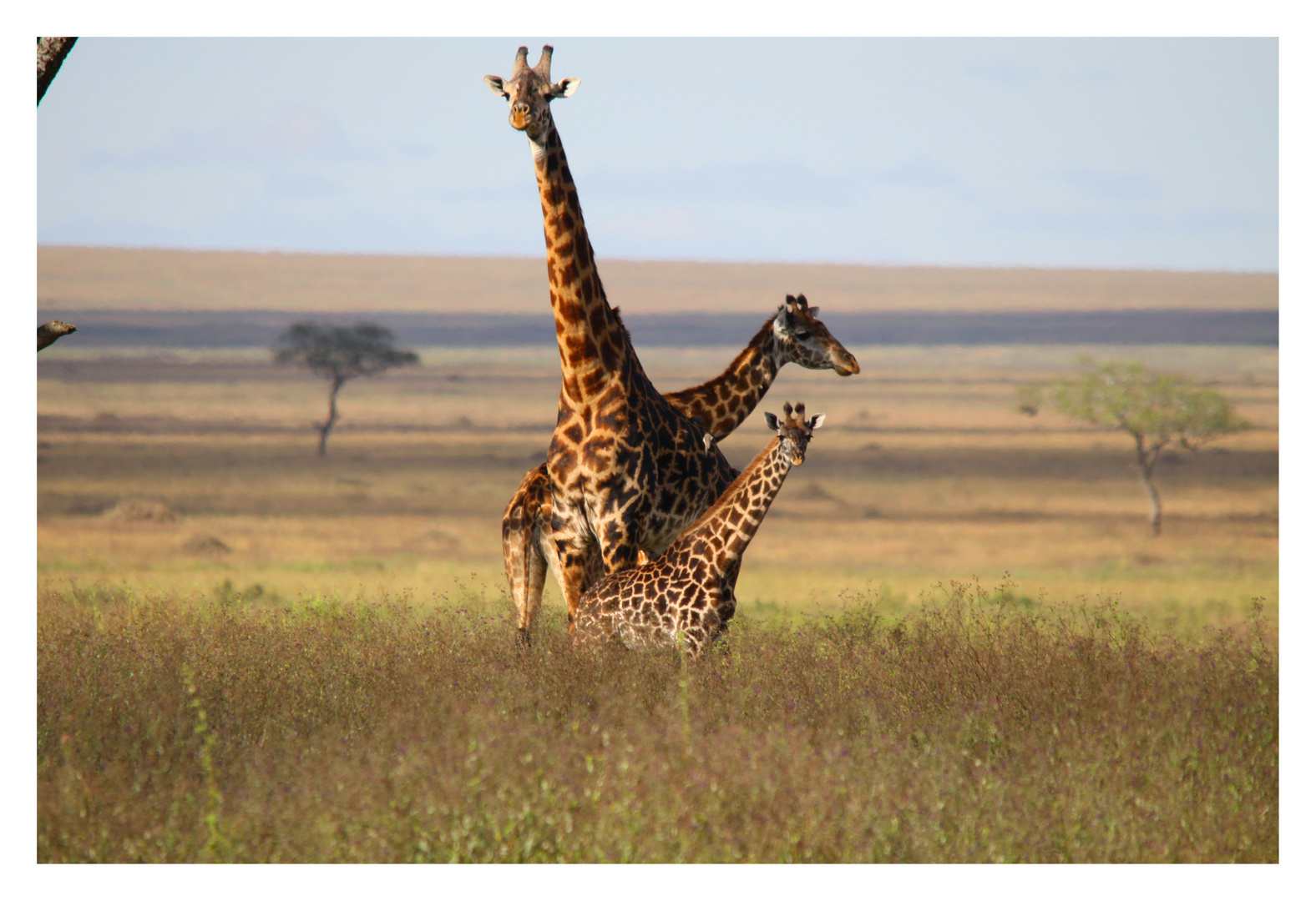 Giraffen Familie in der Serengeti 2010