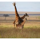 Giraffen Familie in der Serengeti 2010