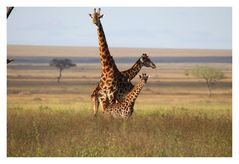 Giraffen Familie in der Serengeti 2010