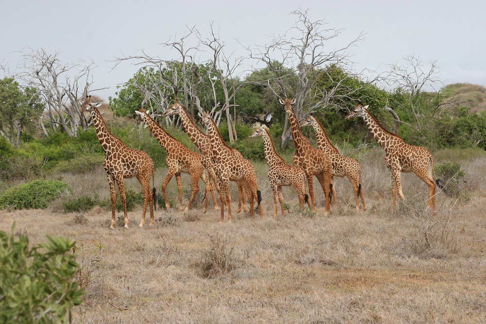 Giraffen-Family