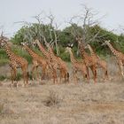 Giraffen-Family