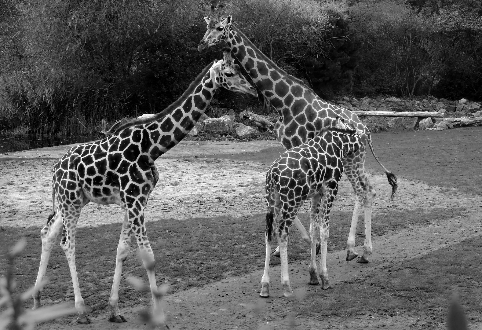 Giraffen farblich anders geartet