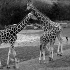 Giraffen farblich anders geartet