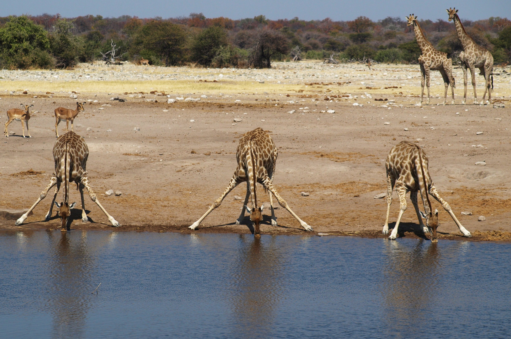 Giraffen-Frühsport