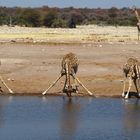 Giraffen-Frühsport