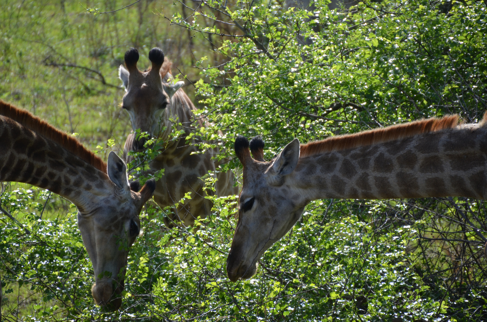 Giraffen Frühstück