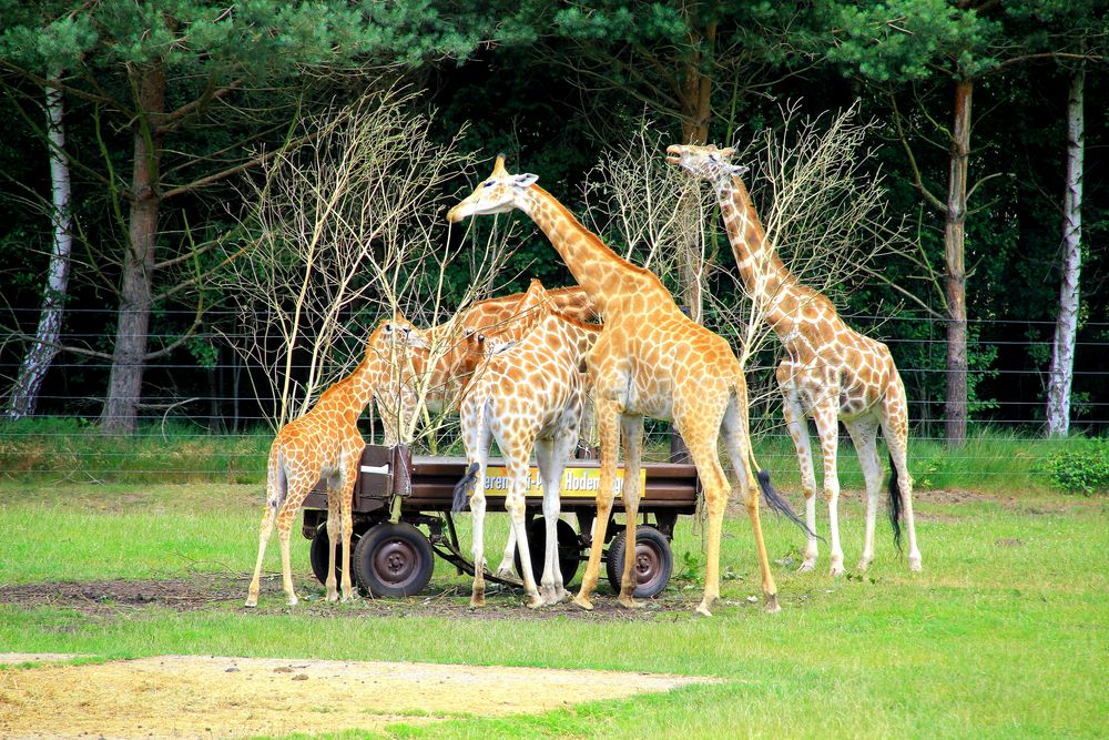 Giraffen-Frühstück alle satt geworden