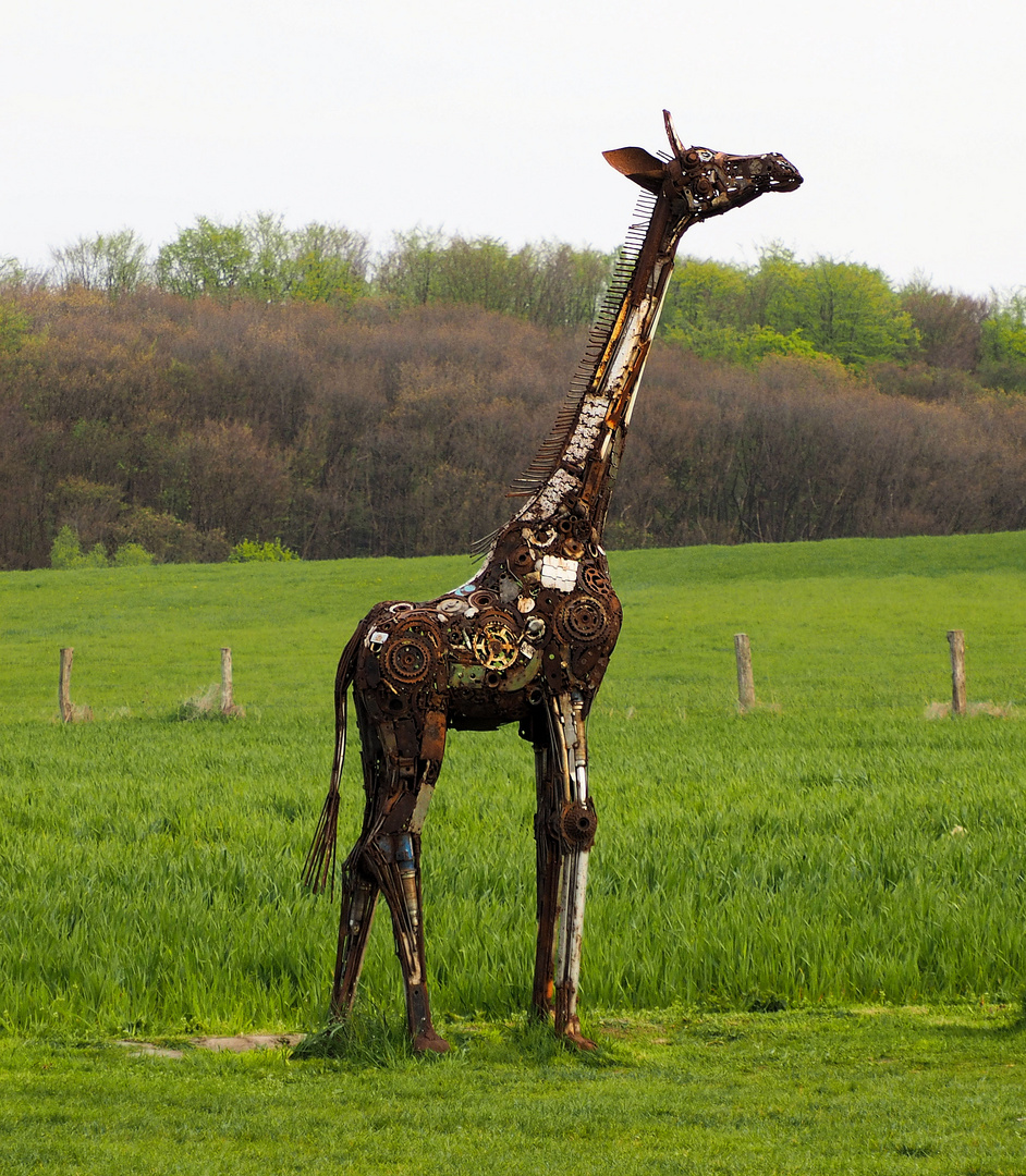 Giraffen gab es auch in Witten 