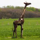 Giraffen gab es auch in Witten 