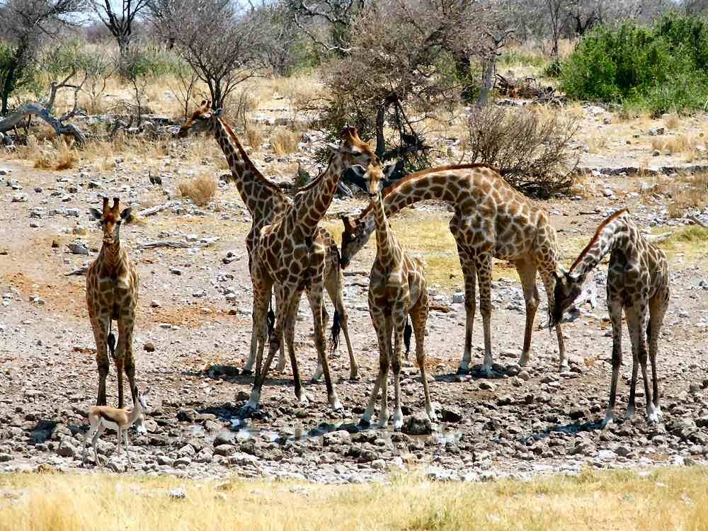 Giraffen-Gang