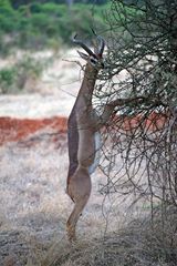 Giraffen - Gazellen