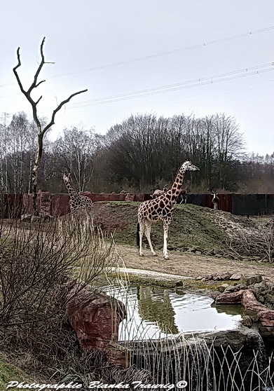 Giraffen Gehege ZOOM Park