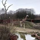 Giraffen Gehege ZOOM Park