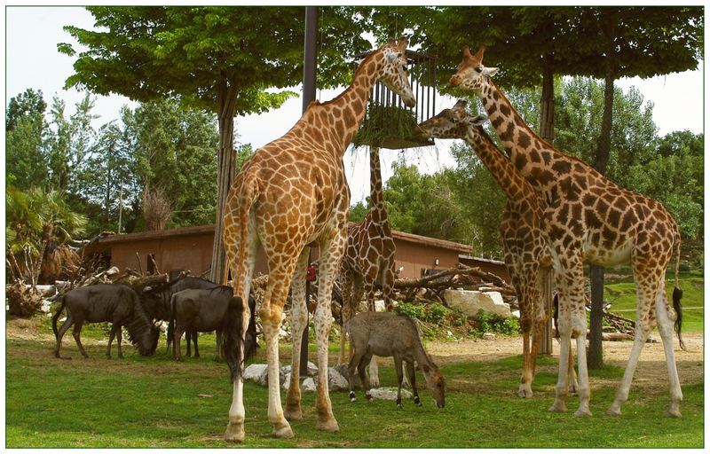 Giraffen, Gnus und Antilope