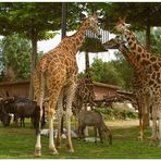 Giraffen, Gnus und Antilope