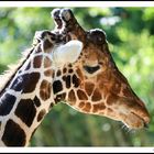 Giraffen Grimassen im Zoo I