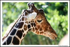 Giraffen Grimassen im Zoo I