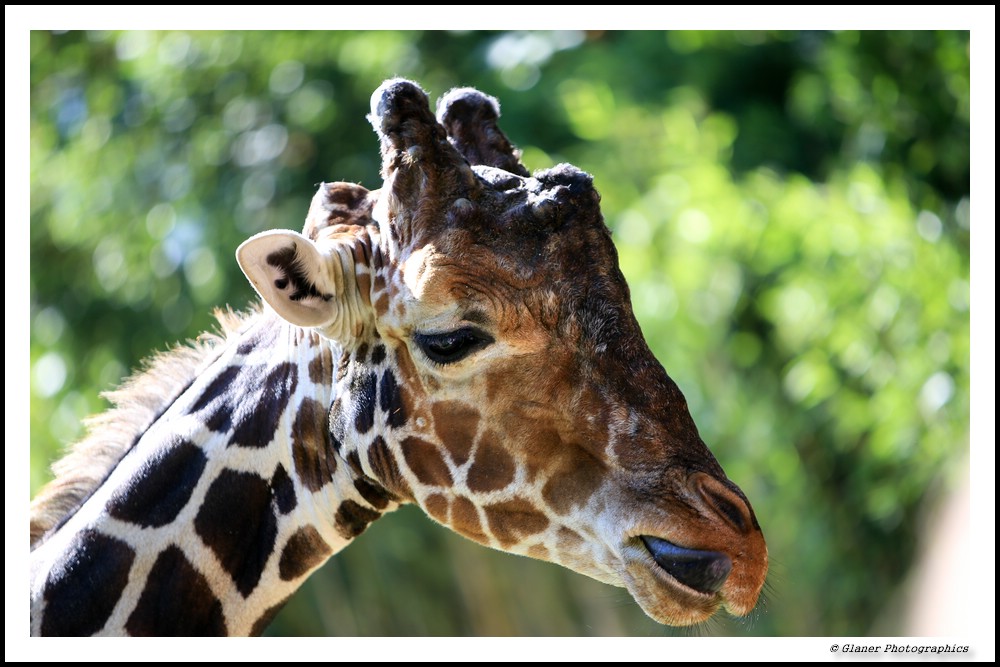 Giraffen Grimassen im Zoo II