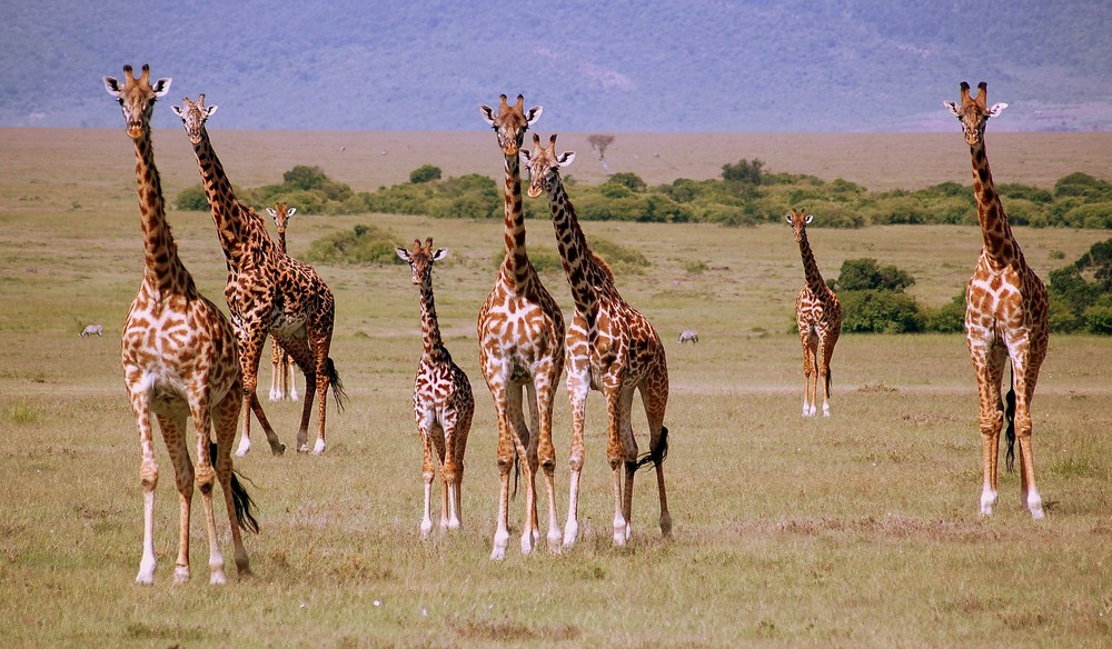 Giraffen Gruppe