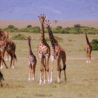 Giraffen Gruppe