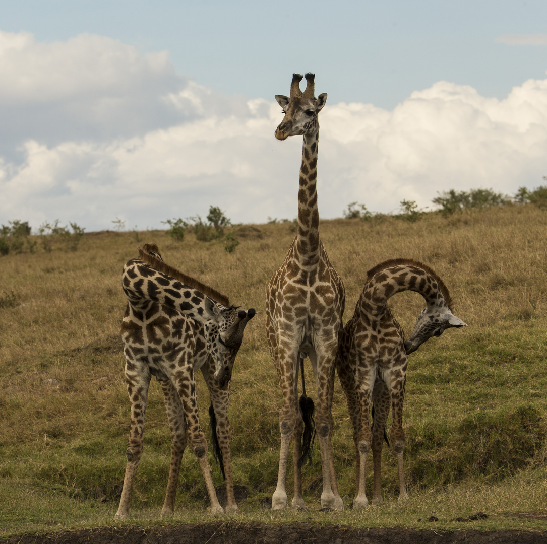 Giraffen Gruppe