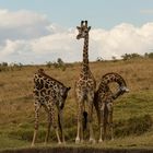 Giraffen Gruppe