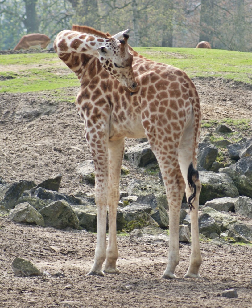 Giraffen haben es gut....