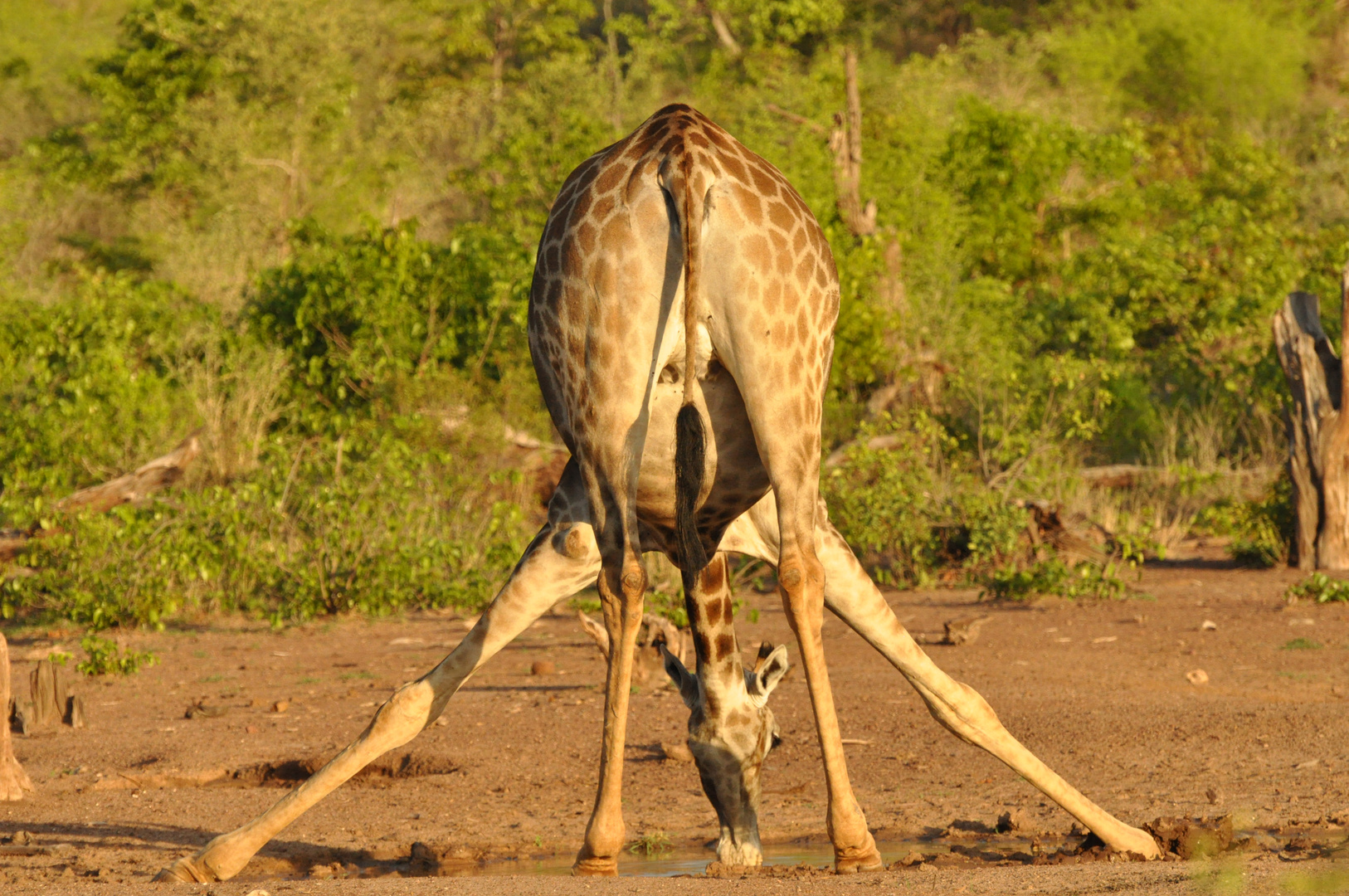 Giraffen haben es mit dem Trinken schwer