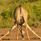 Giraffen haben es mit dem Trinken schwer