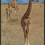 Giraffen-Idylle