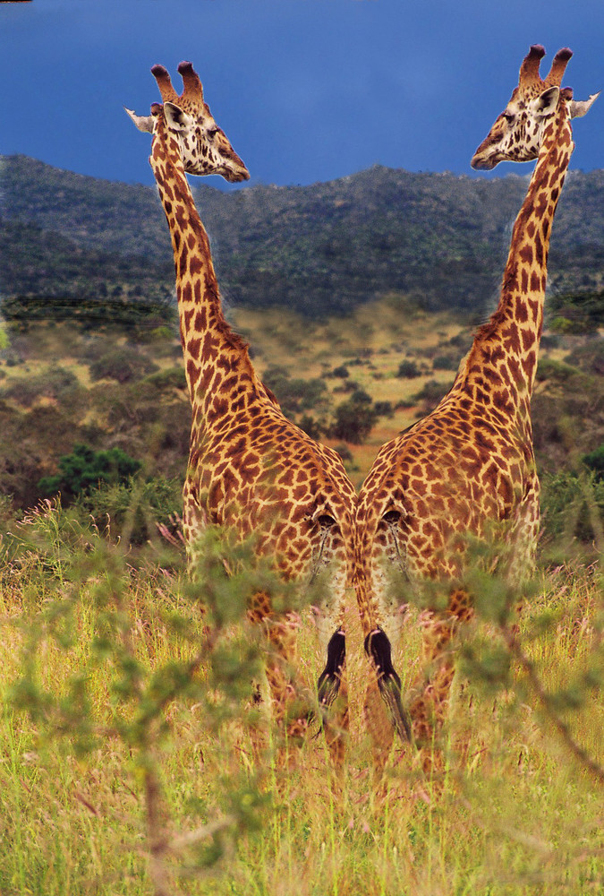 Giraffen II