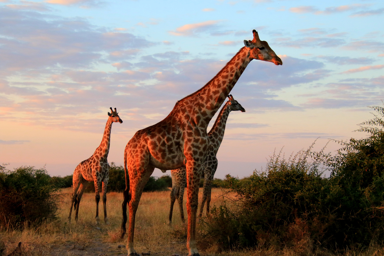 Giraffen im Abendlicht