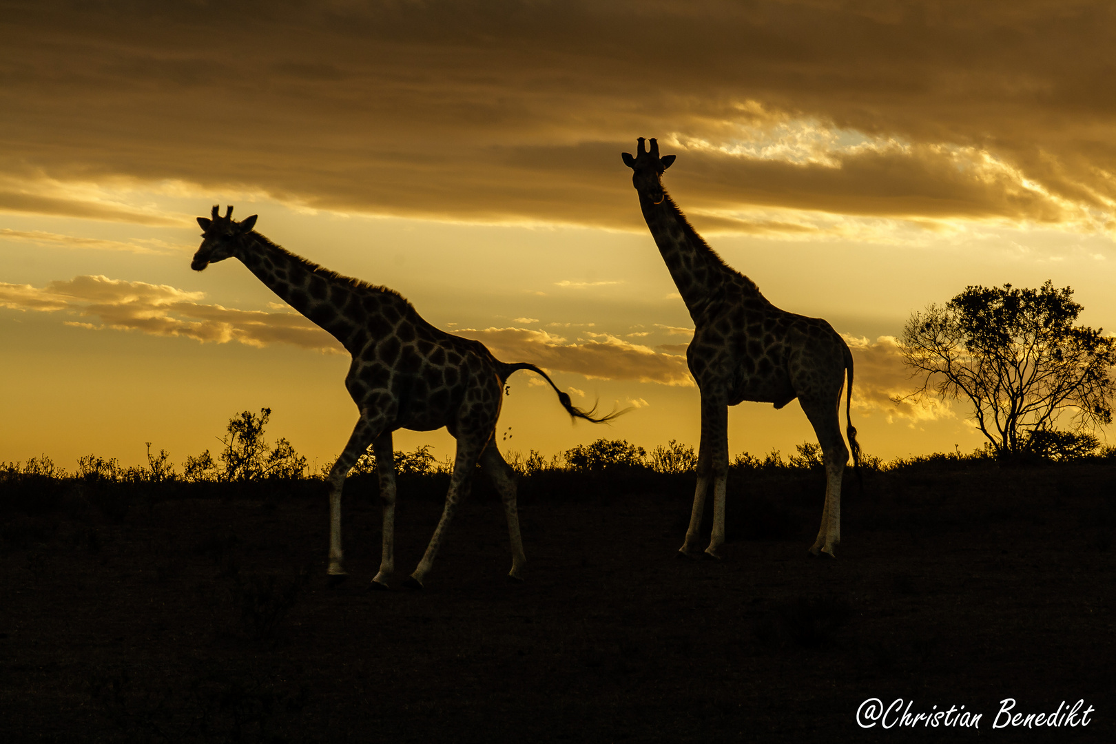 Giraffen im Abendlicht